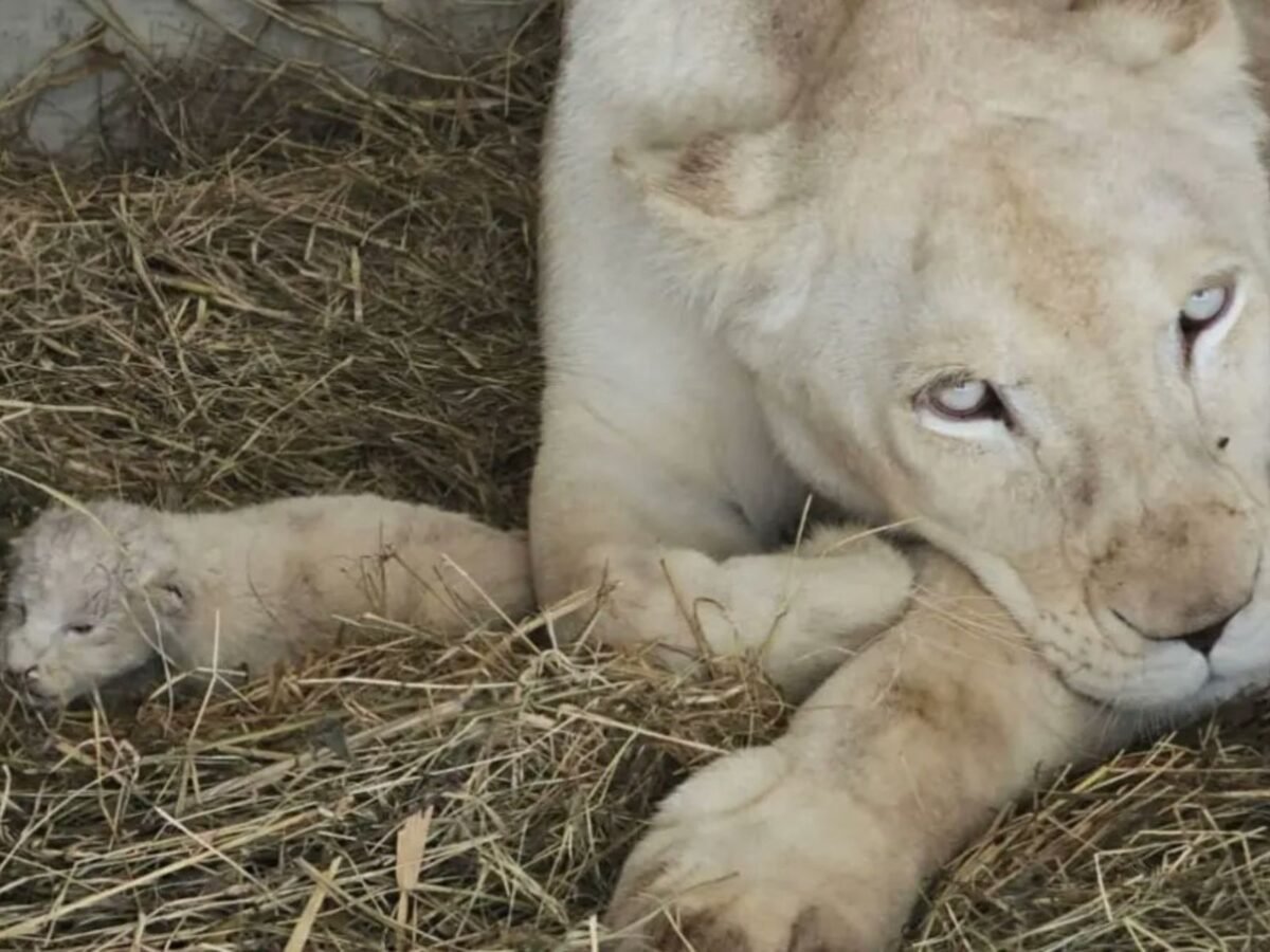 Nacieron tres crías de leones en un zoológico de Mérida